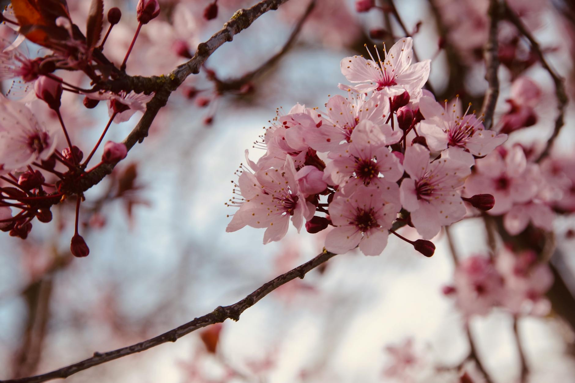 pink cherry blossom in close up photography