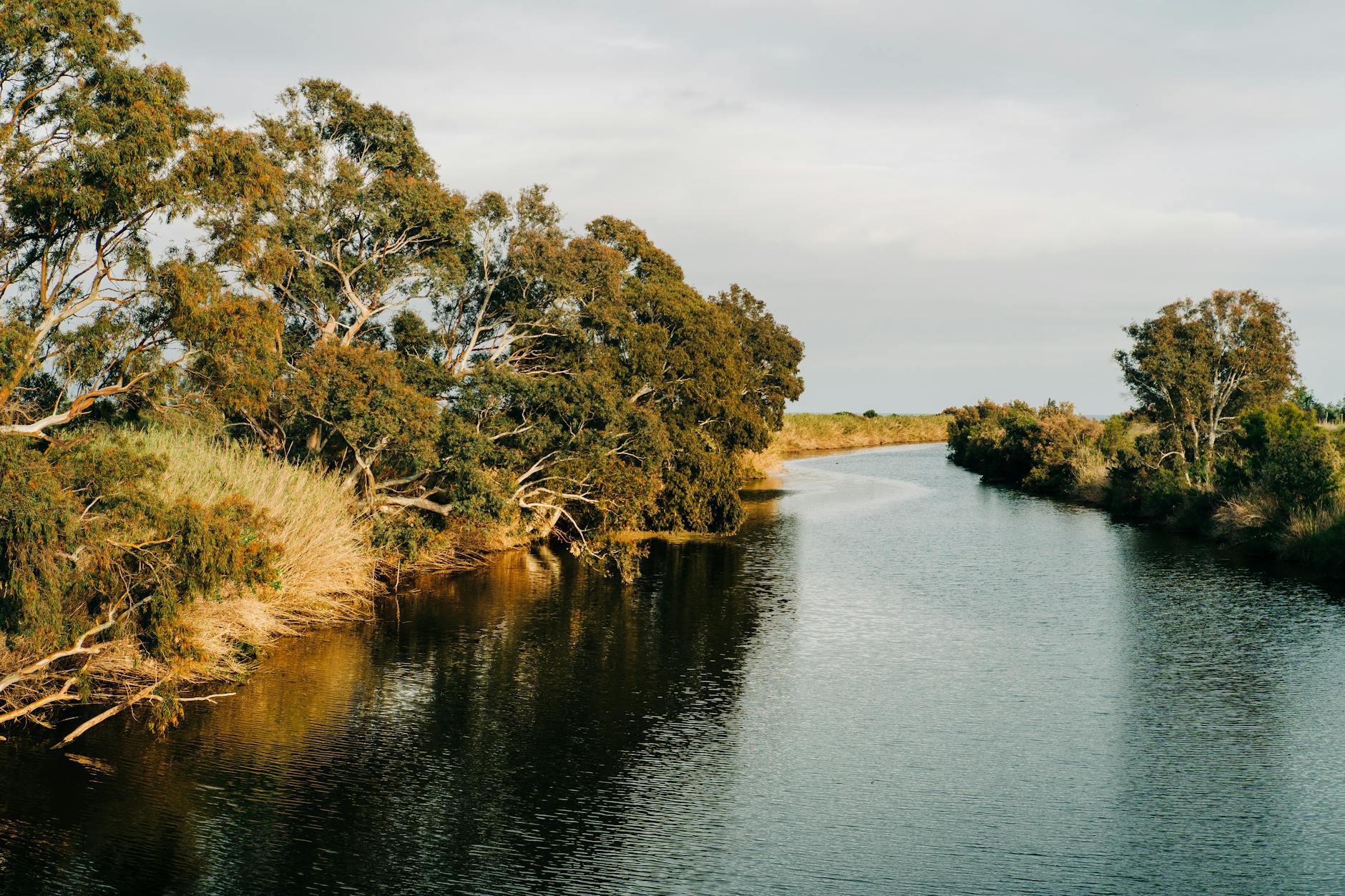 trees around river in countryside
