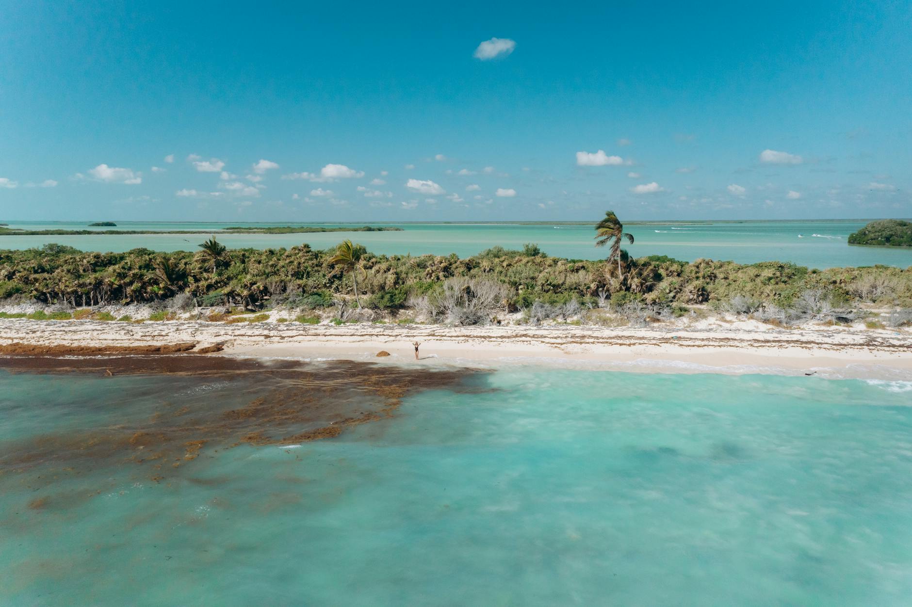 aerial photography of green trees on an island